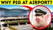 World's Cutest Airport Employee Is a Pig + 12 Facts About Airports