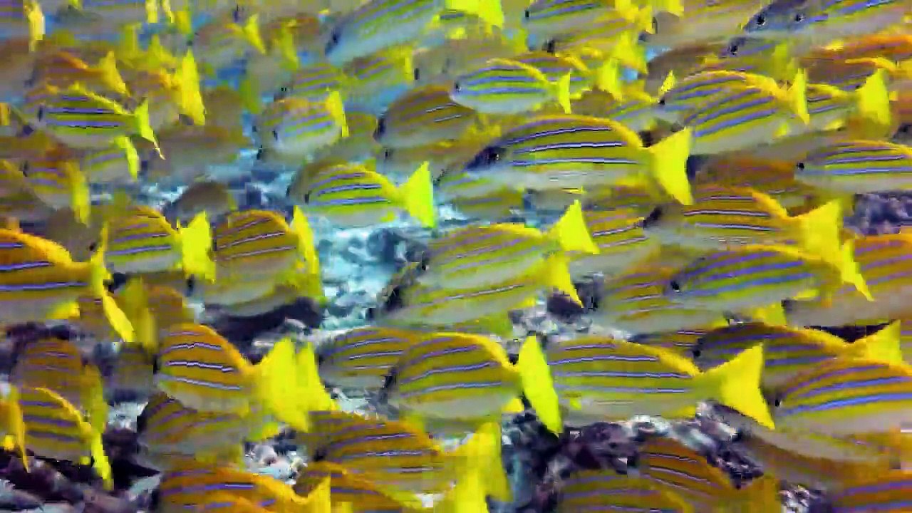 Verrückter Planet Staffel 1 Folge 2 HD Deutsch