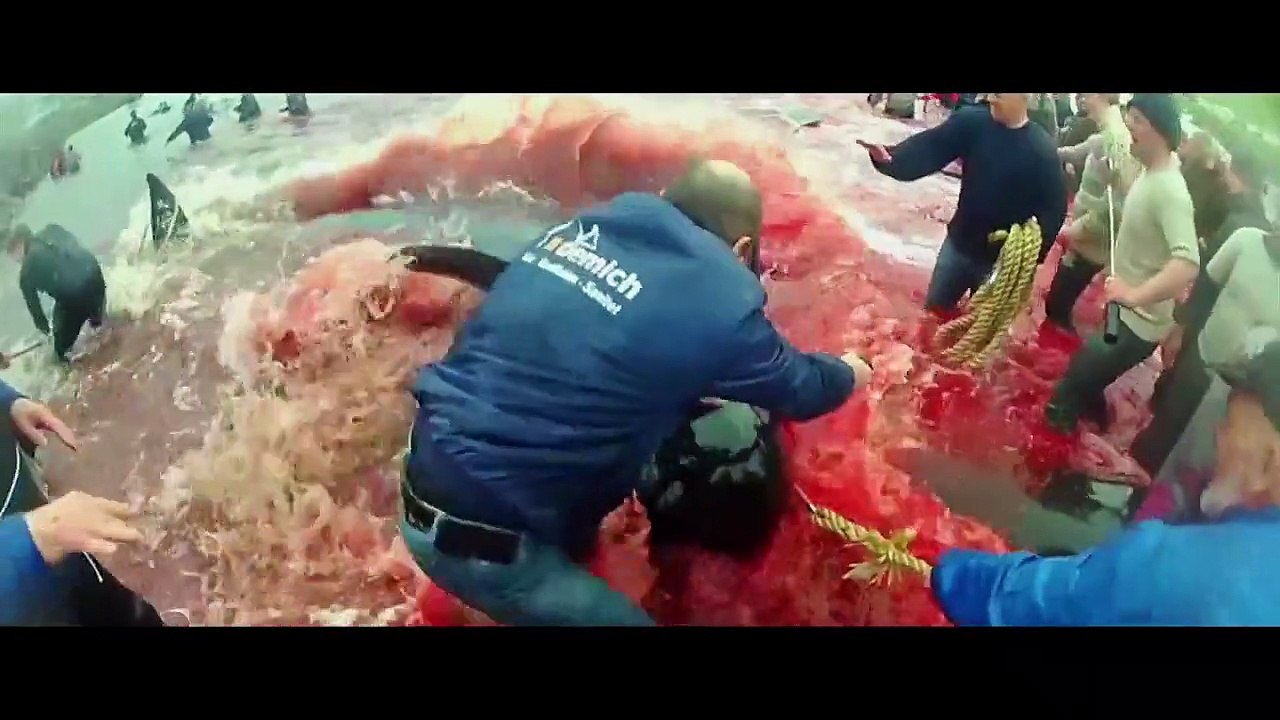 Animals Army Staffel 1 Folge 3 HD Deutsch