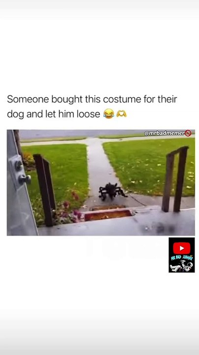 Best halloween costumes for dogs #memes