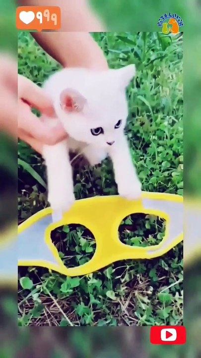 Funny cats -2