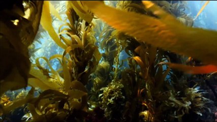 Les Merveilles de l'Amérique