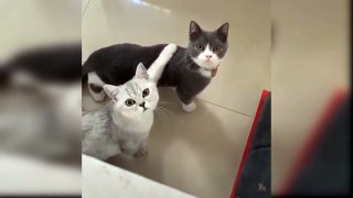 Baby Cats - Cute And Funny Cat Videos Compilation #8