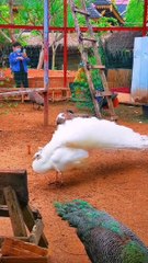 I'm a big kid now - animals transformation baby to adult animals