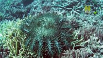 Great Barrier Reef 01 - A Living Treasure