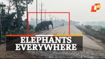 Wild Elephants’ Movement Triggers Panic Among Locals In Athagarh, Cuttack