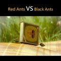 Red ants v/s black ants