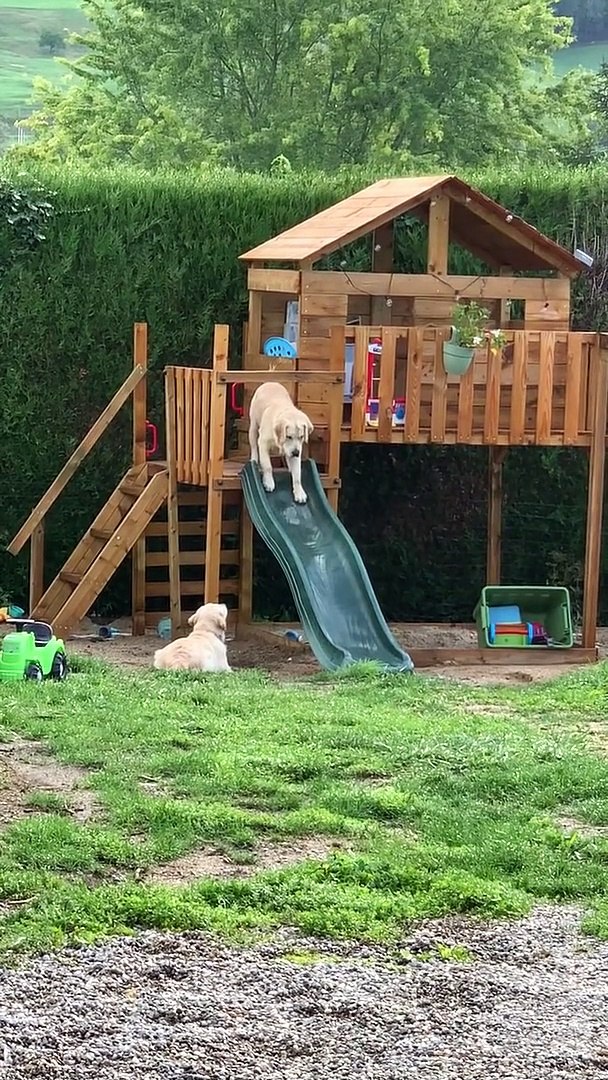 Golden Retrievers Apprehensive About Slide