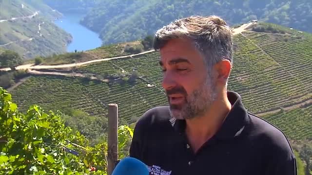 La vendimia se adelanta por los efectos del cambio climático