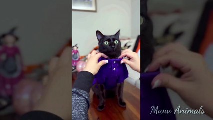 Baby Cats Cute and Funny Cat  Videos English Compilation #2 | Mww Animals