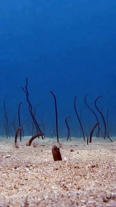 patch of garden eels