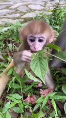 Cute little baby monkey