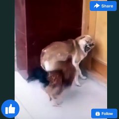 Chicken VS Dog Fight - Funny Dog Fight Compilation