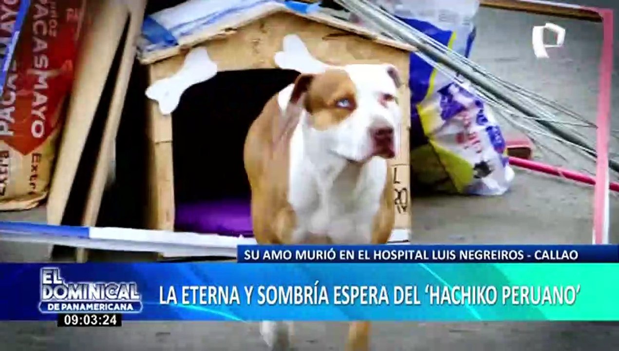 Callao: perro lleva varios días esperando afuera de hospital la salida de su dueño, quien ya falleció