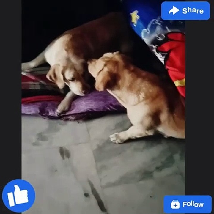 Cute dogs funny video