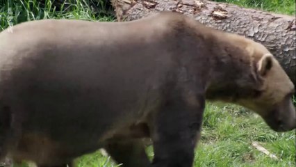 Curiosités animales - Les animaux de Frankenstein : L'ours pizzly et l'abeille tueuse