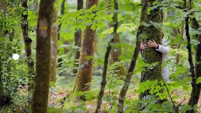Le temps des arbres - Bande annonce