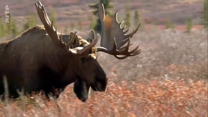 Curiosités animales - Régénération : La salamandre et l'élan