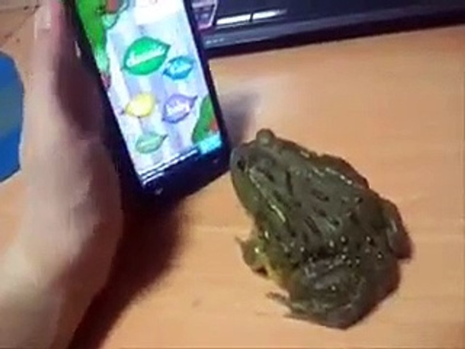 mobile chalata hua FROG (Funny)