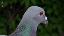 Curiosités animales -Trouver son chemin  : Le pigeon et le bousier