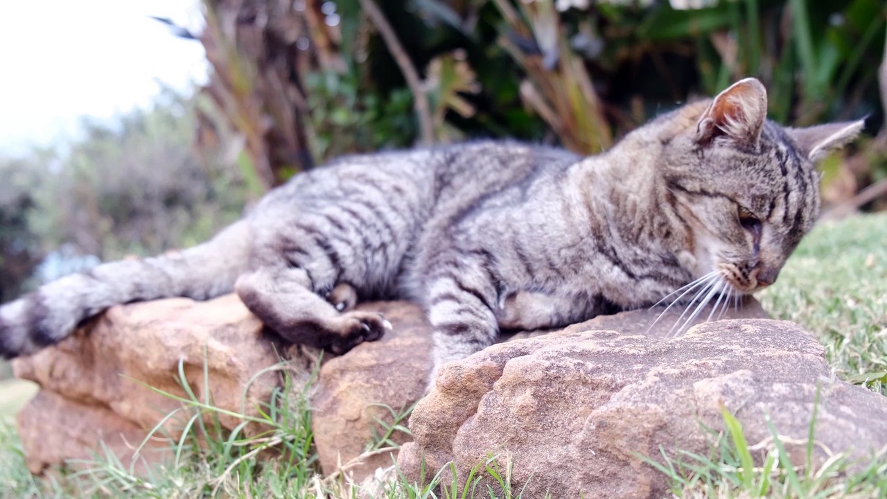 Funniest Animal Videos 2022 - Cute Cats & dogs Video Compilation # 4 || Amazing Dare Animals