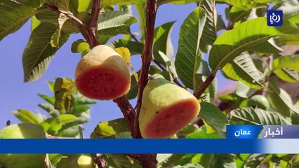 "ذهب الفاكهة".. إنتاج مميز لثمار الجوافة في إحدى مزارع لواء ناعور