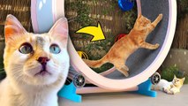 Fitness For Cats __ DIY Wheel Trainer