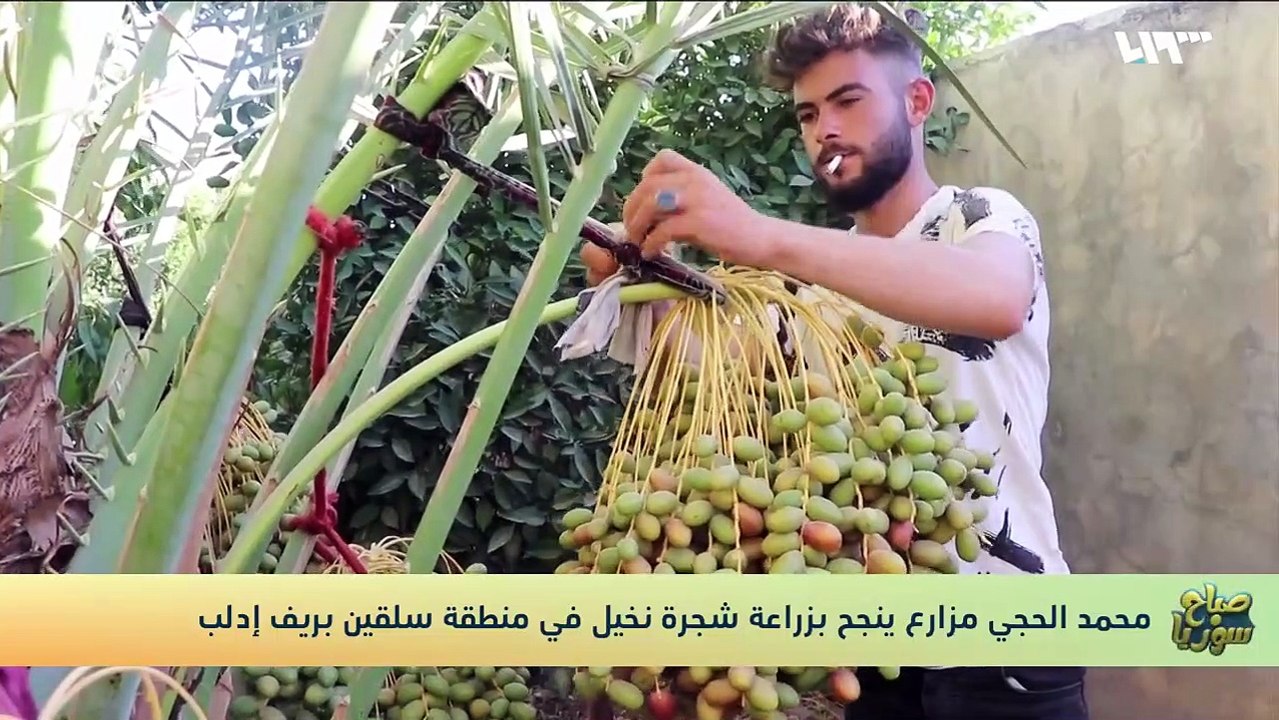 شاب سوري ينجح بزراعة شجرة نخيل في مدينة سلقين بريف إدلب