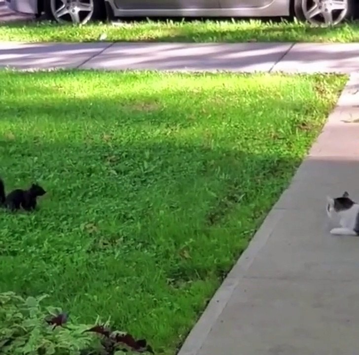 funny animals videos you will never see.try not to laugh  #shorts #animals