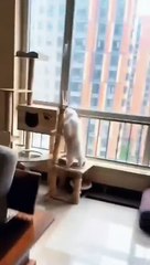 Funny_Animal_Videos_2022__Best_Dogs_And_Cats_Videos__#_3(480p)