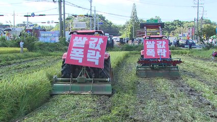 [굿모닝경제] 쌀값, 45년 만에 최대폭 하락...정부 "수확기 45만 톤 매입" / YTN