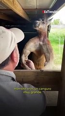 Te presento al canguro más fuerte que verás en toda tu vida