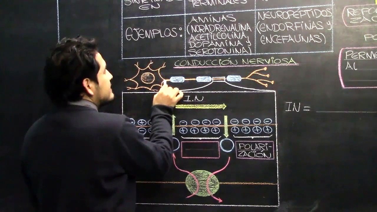 07 | TEJIDO NERVISO 02