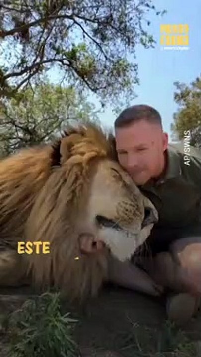¡Amistad increíble! Este león y su cuidador son compañeros inseparables