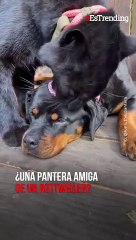 ¿Habías visto una pantera amiga de un rottweiler? Esta es la historia de Luna