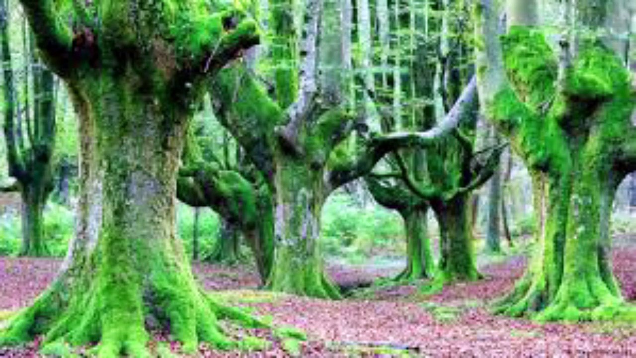 दुनिया का सबसे डरावना जंगल , Where People Mysteriously Disappear, दुनिया के कुछ अनसुलझे रहस्य,