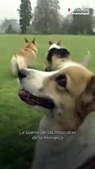 ¡Los corgis de la reina Isabel tendrán un nuevo hogar!