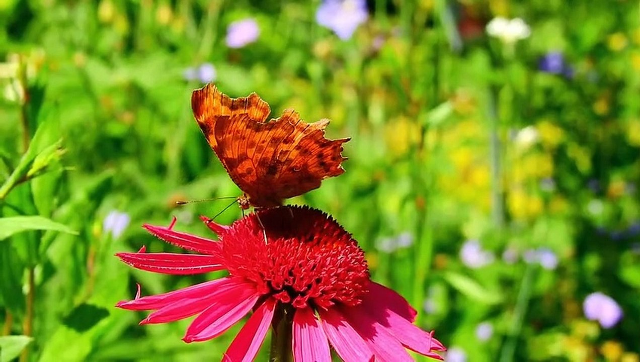 So cute and beautiful butterfly