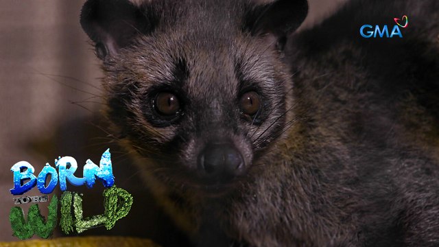 Rescuing an injured Asian palm civet | Born to be Wild