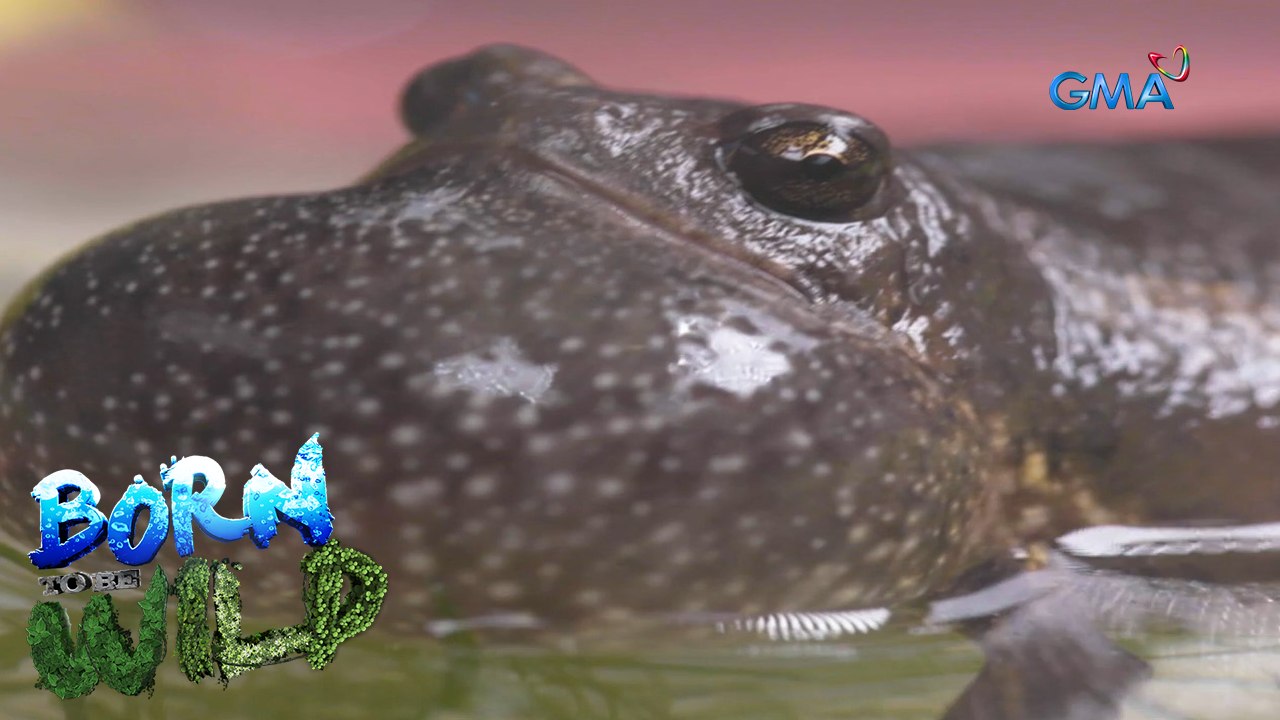 Born moments: Different behaviors of Asian painted frogs | Born to be Wild