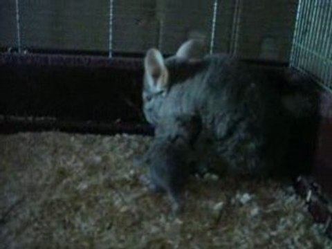 Bébé chinchillas