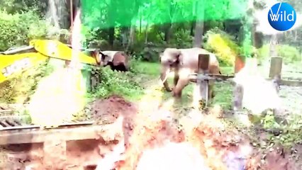 40 Animals That Asked People for Help And Here’s Why !