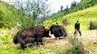 Yaks anger fight, highlights!Animals fighting