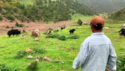 Yaks fighting for the KING Animals fighting