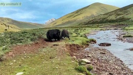 Crazy Yaks fighting,HighlightsAnimals fighting