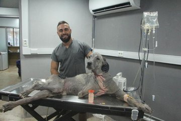 SOKAK HAYVANLARININ TEDAVİSİ İÇİN ÜCRETSİZ KLİNİK AÇTI