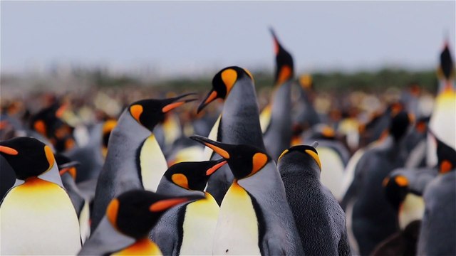 Penguin Documentary Video 4k | Antarctica - Sea Animals With Relaxing Music | Penguins Stock Video