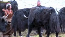 Yaks are breeding, Herders help them mate   yak viedos #yaks
