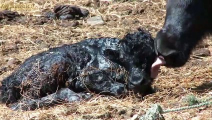 BABY YAK BEING BORN! Finally Caught on Camera #yaks