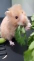 Hammy Eating Coriander for the 1st Time